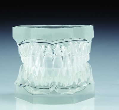 Clear Typodont,  removable teeth Qty. 1